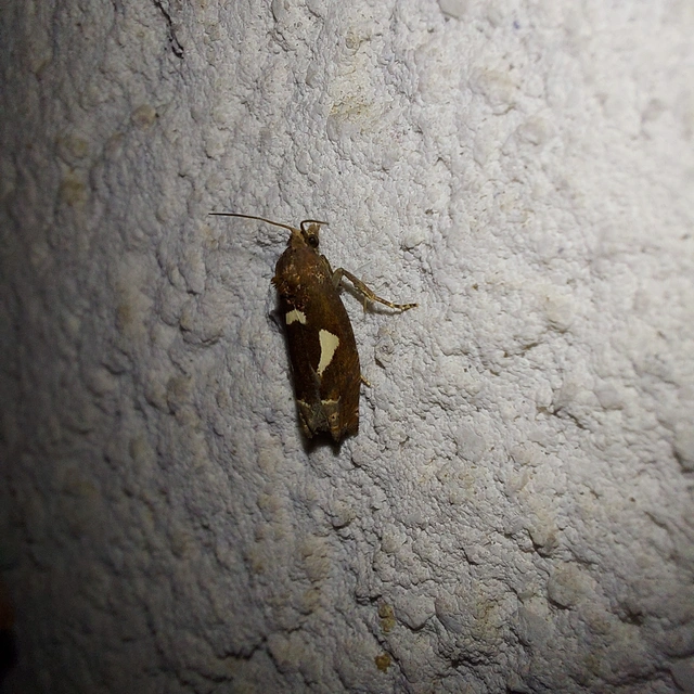 Epiblema foenella - kampósfoltú tükrösmoly