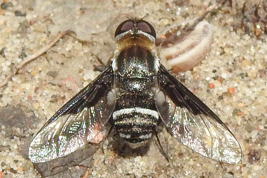 Exhyalanthrax afer