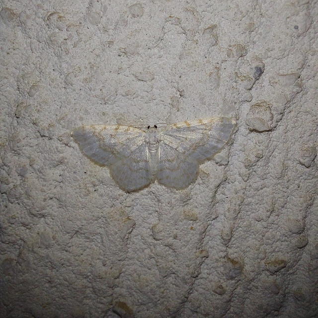 Asthena albulata - gyertyán-fehéraraszoló