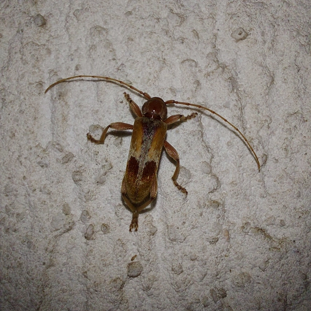 Trichoferus pallidus - sápadt éjicincér