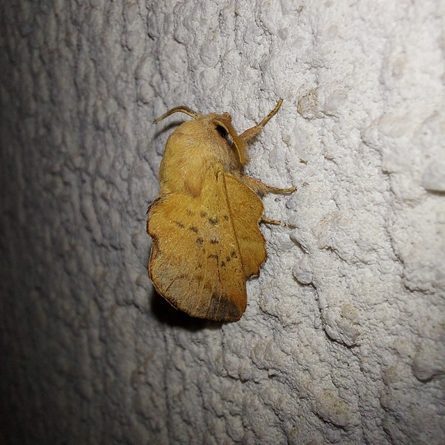Phyllodesma tremulifolia - nyárlevélpohók