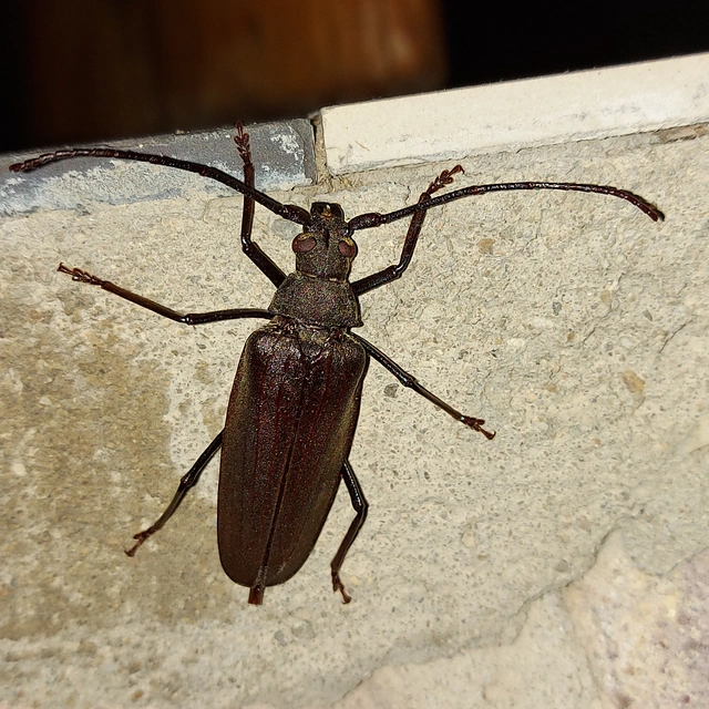 Aegosoma scabricorne - diófacincér