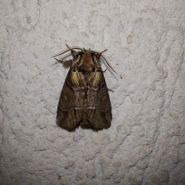 Drymonia velitaris - hegyi púposszövő