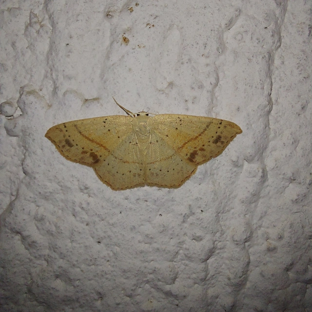 Cyclophora punctaria - sávos pettyesaraszoló