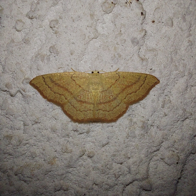 Cyclophora linearia - vonalas pettyesaraszoló