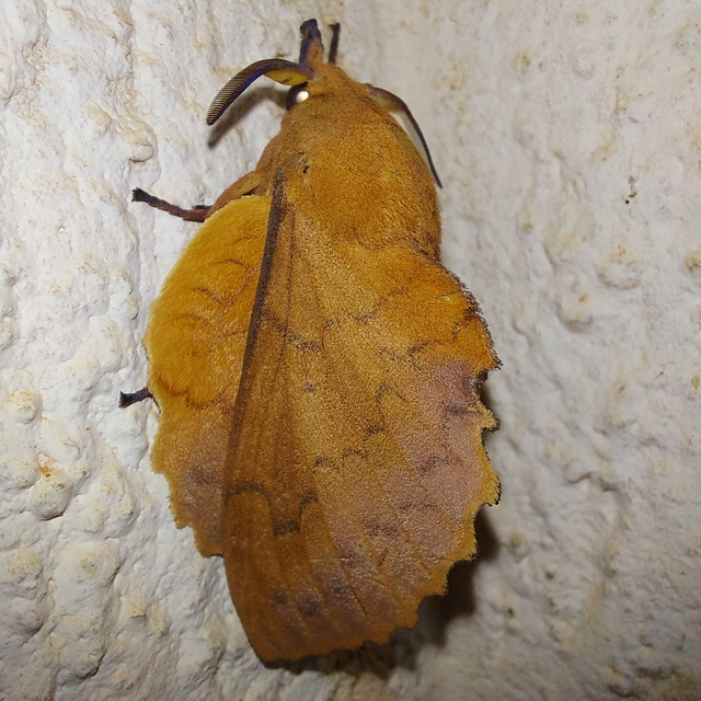 Gastropacha quercifolia - tölgylevélpohók