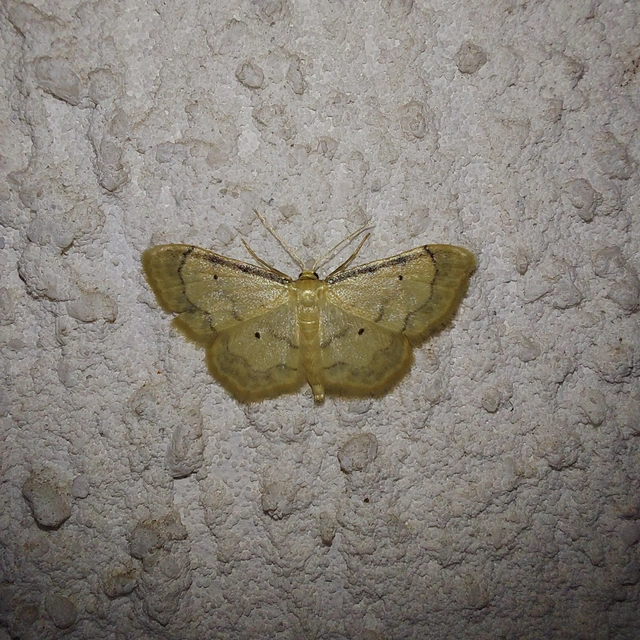 Idaea politaria - vonalas apróaraszoló