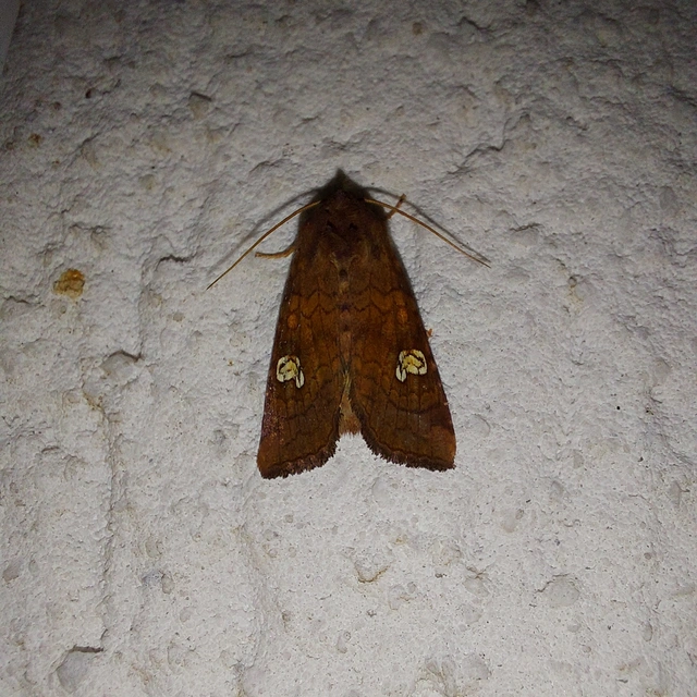 Amphipoea oculea - nagyfoltú lápibagoly