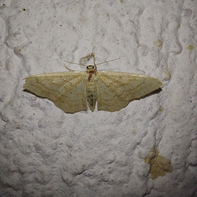 Idaea rufaria - vörhenyes sávosaraszoló