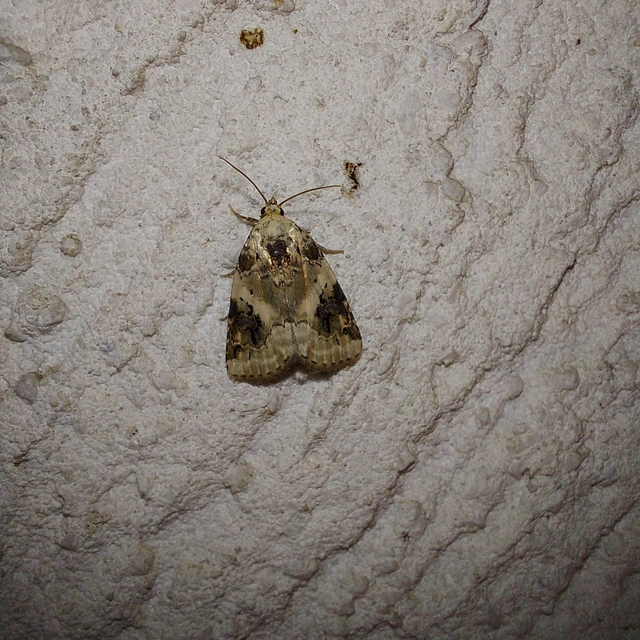 Pseudeustrotia candidula - fehéres apróbagoly