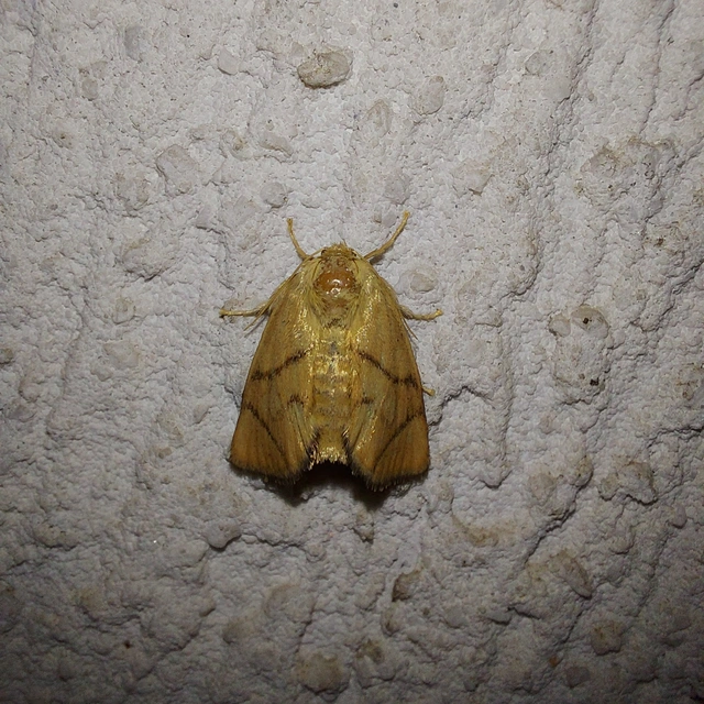 Apoda limacodes - kagylólepke