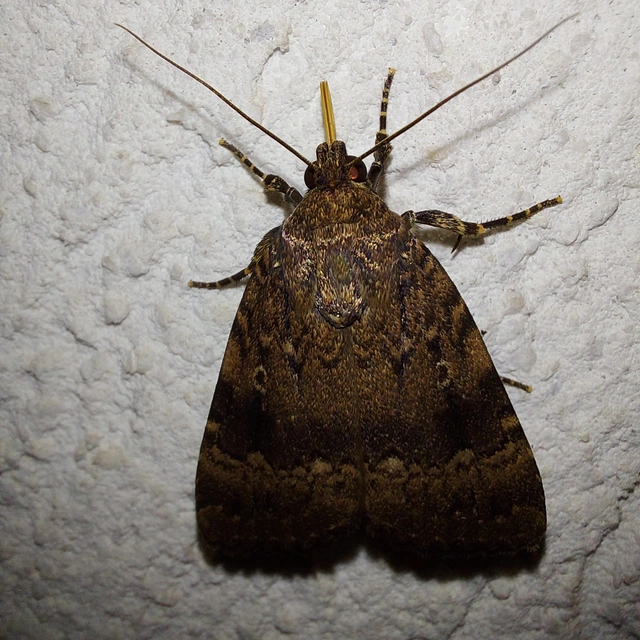 Amphipyra pyramidea - fahéjszínű bagoly
