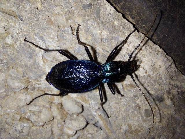 Carabus intricatus - kék laposfutrinka