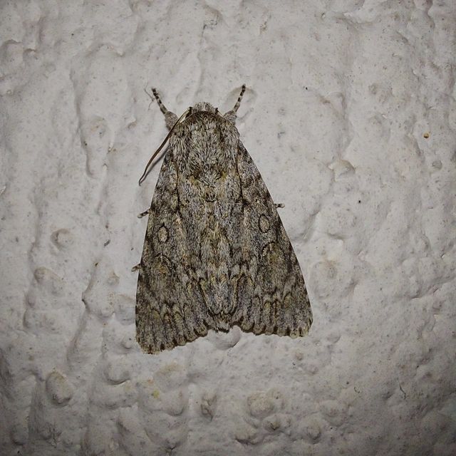 Acronicta aceris - vadgesztenye-szigonyosbagoly