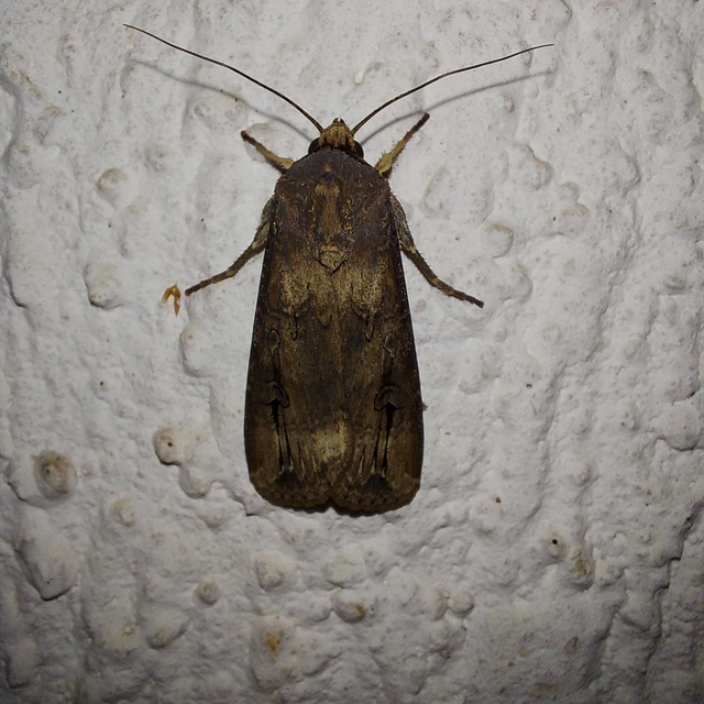 Agrotis ipsilon - nagy földibagoly