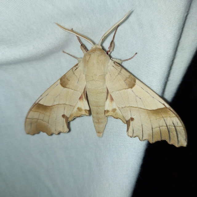 Marumba quercus - tölgyfaszender