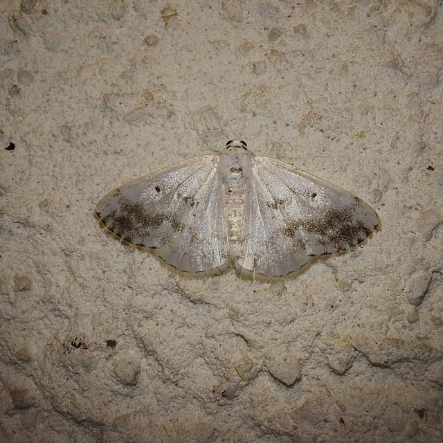 Lomographa temerata - foltos fehéraraszoló
