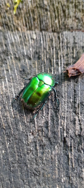 Protaetia affinis - smaragdzöld virágbogár