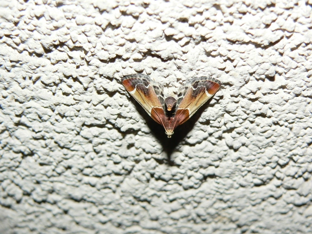 Pyralis farinalis - lisztilonca