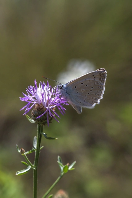Polyommatus daphnis - csipkés boglárka