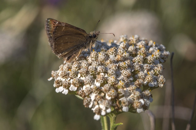 Erynnis tages - cigánylepke