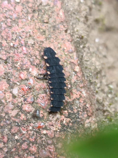 Lampyris noctiluca - nagy szentjánosbogár