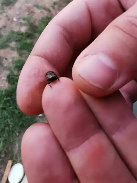 Onthophagus nuchicornis - homoki trágyatúró