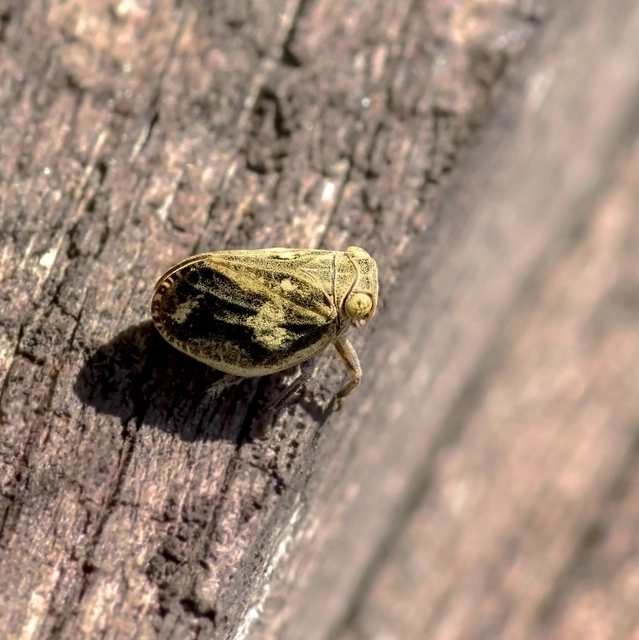 Agalmatium flavescens