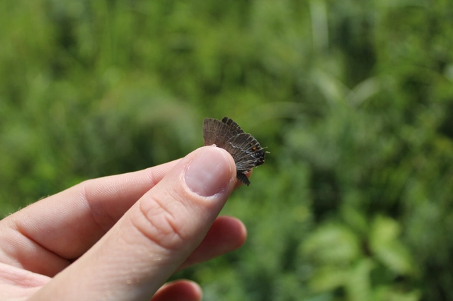 Satyrium spini - kökény-csücsköslepke