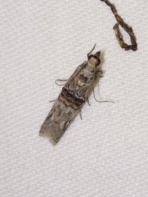 Nephopterix angustella - kecskerágó-karcsúmoly