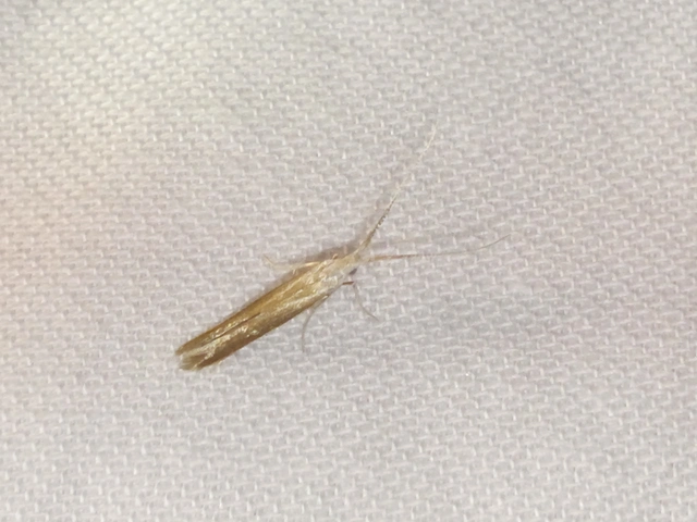 Coleophora