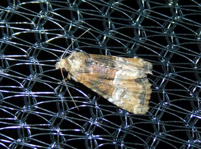 Mesoligia furuncula - kétszínű dudvabagoly Mesoligia furuncula - kétszínű dudvabagoly