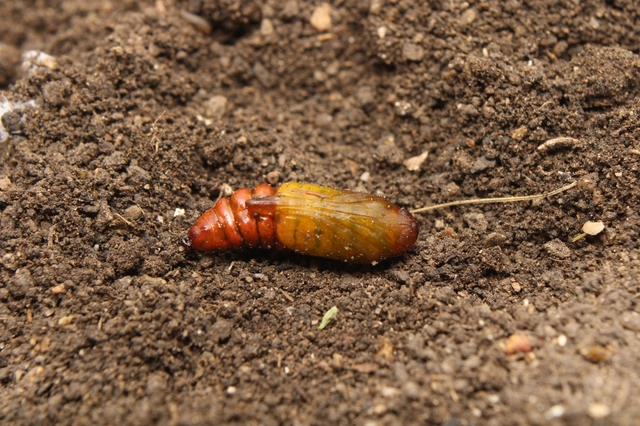 Shargacucullia prenanthis - tavaszi görvélyfű-csuklyásbagoly