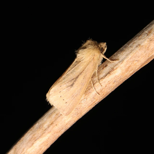 Globia algae - barna nádibagoly