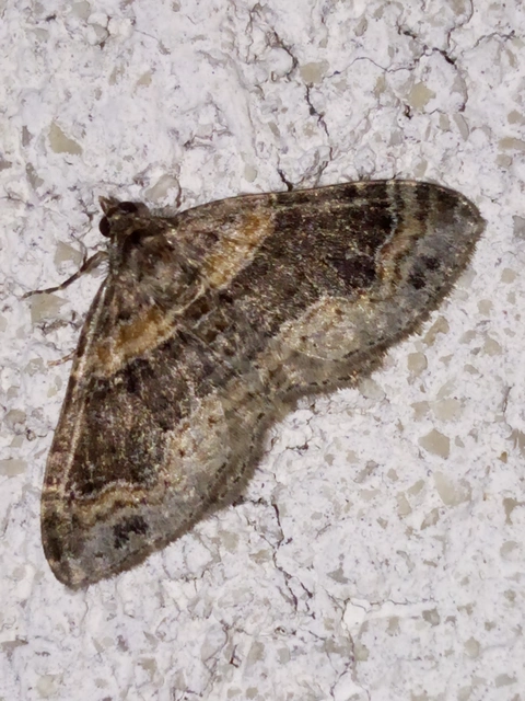 Xanthorhoe ferrugata - kerti tarkaaraszoló