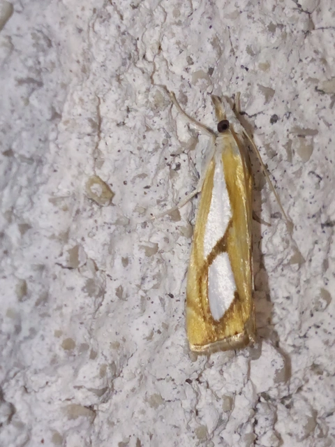 Catoptria