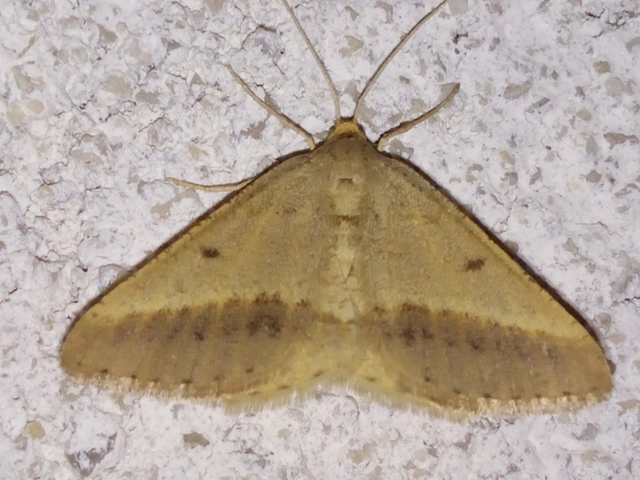 Tephrina arenacearia - lucerna-araszoló