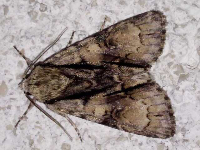 Acronicta alni - éger-szigonyosbagoly