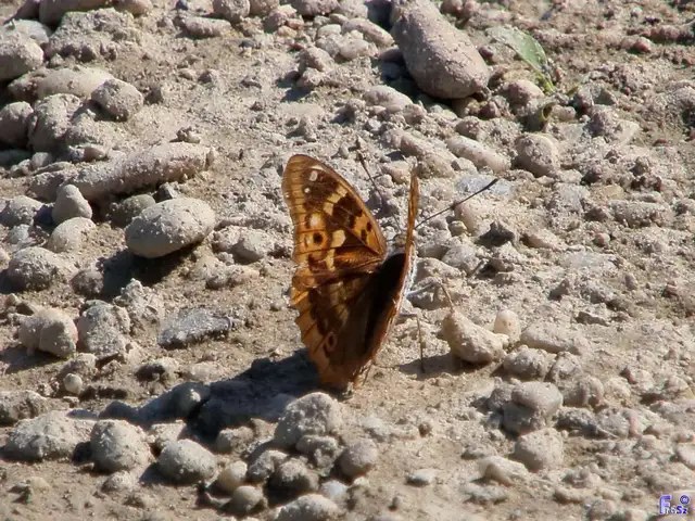 Apatura ilia - kis színjátszólepke