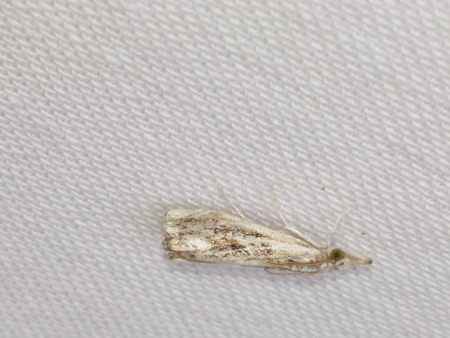 Catoptria