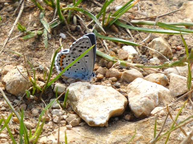Pseudophilotes schiffermuelleri - apró boglárka