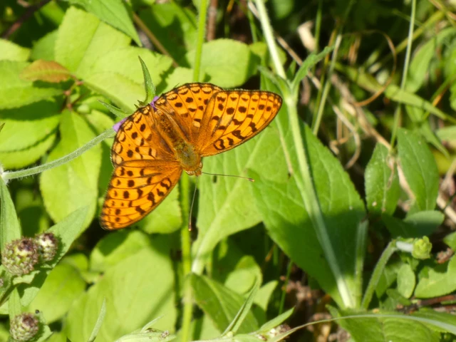 Argynnis adippe - ezüstös gyöngyházlepke