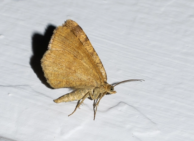 Macaria brunneata - okkermintás hegyiaraszoló