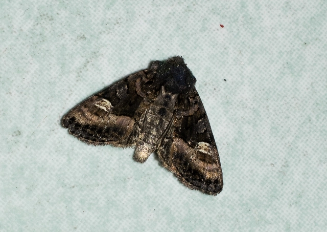 Euplexia lucipara - szeder-csipkésbagoly