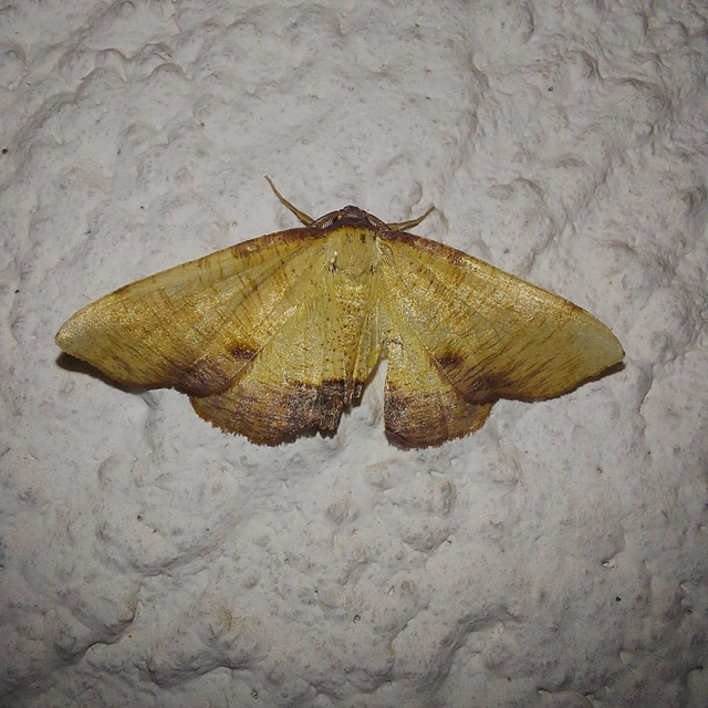 Plagodis dolabraria - baltaszárnyú araszoló