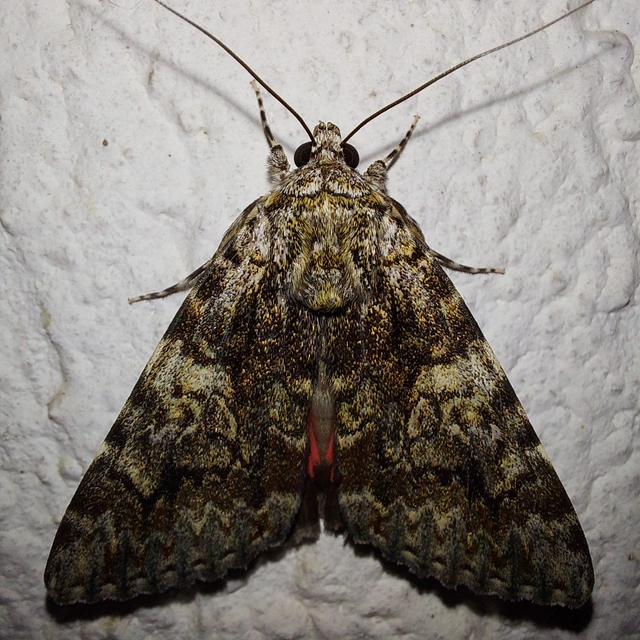 Catocala promissa - kis tölgyfa-övesbagoly