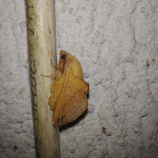 Phyllodesma tremulifolia - nyárlevélpohók