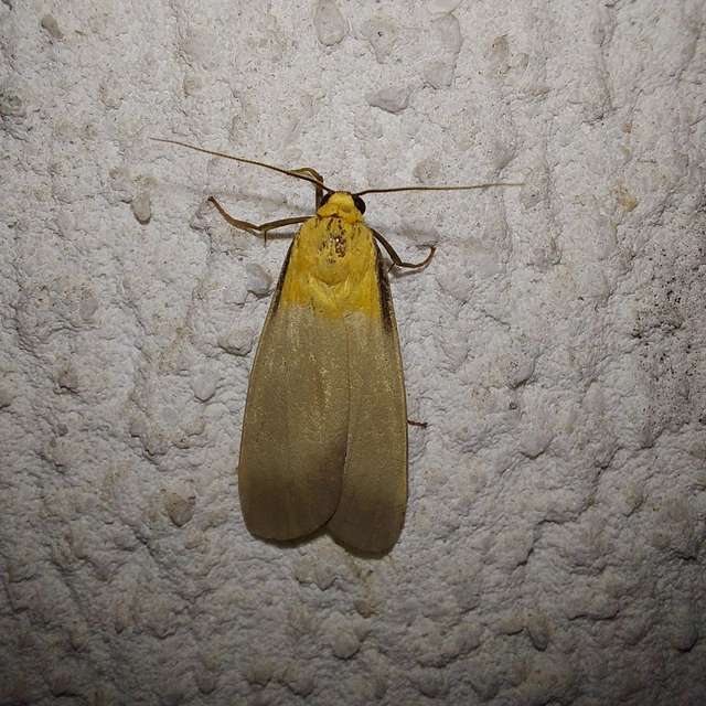 Lithosia quadra - négypettyes zuzmószövő