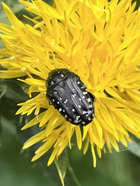 Oxythyrea funesta - sokpettyes virágbogár