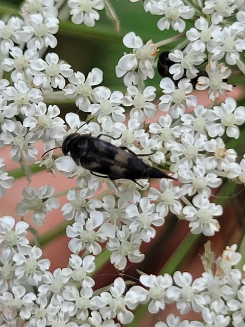 Variimorda villosa - szalagos maróka